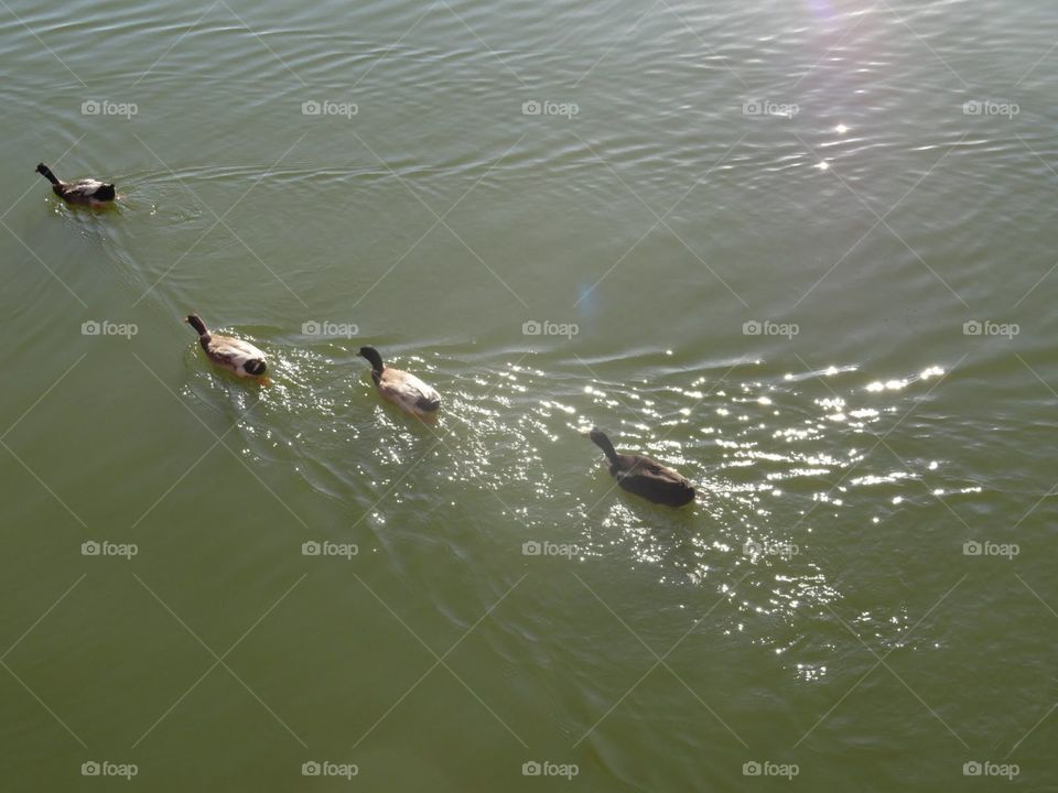 Ducks swimming 