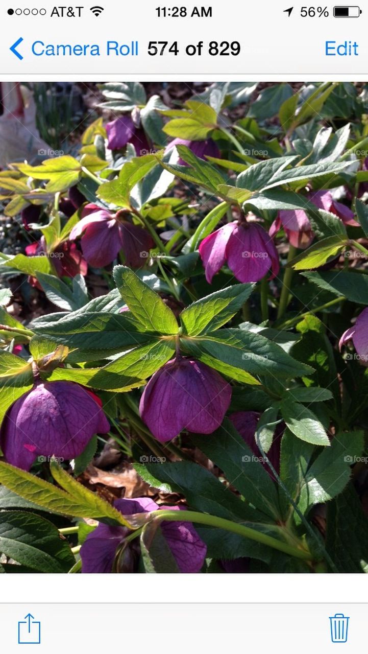 Lenten Rose
