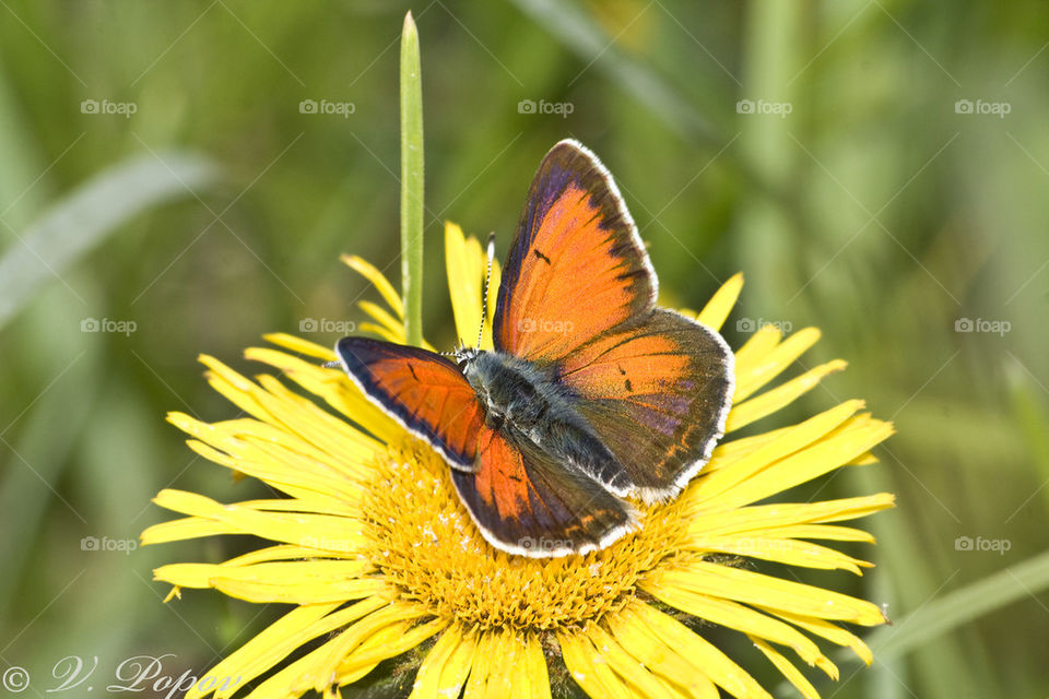 Buterfly ( Lycaena candens)