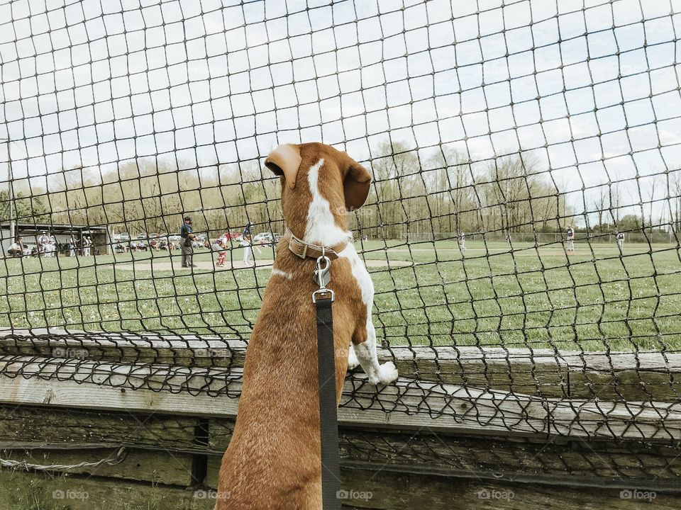 Puppy watching baseball game