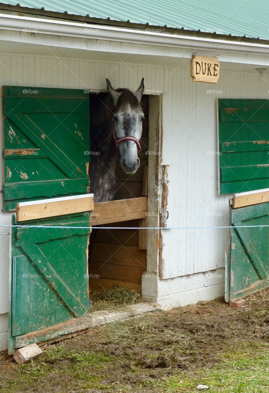 The Duke is In the Stable