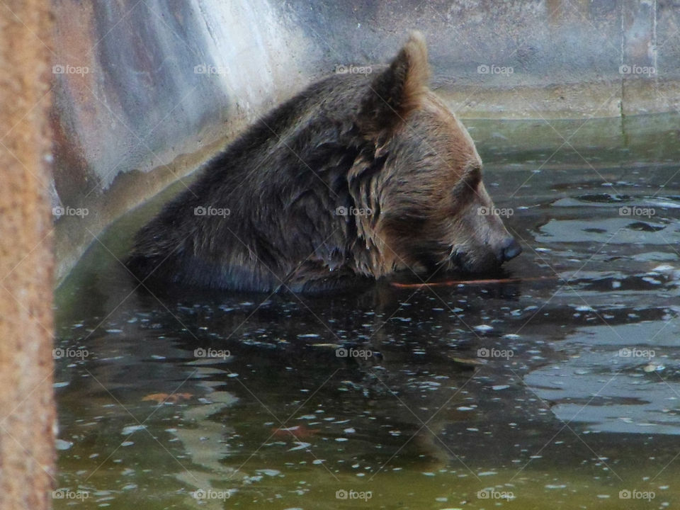 Brown bear in a zoo in Spain