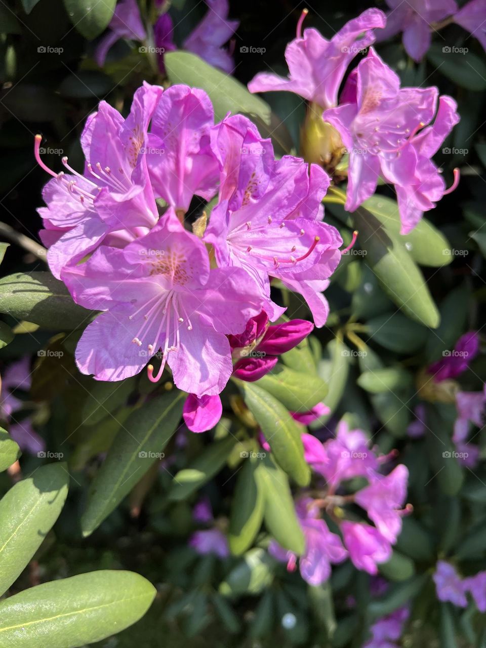 Pink petals 