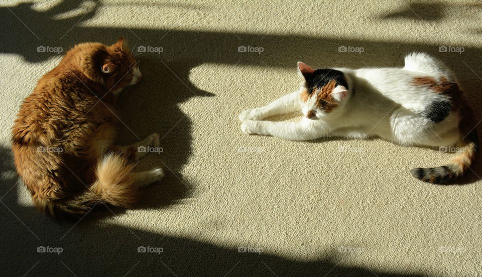 two cats in sunlight sleeping and relaxing home