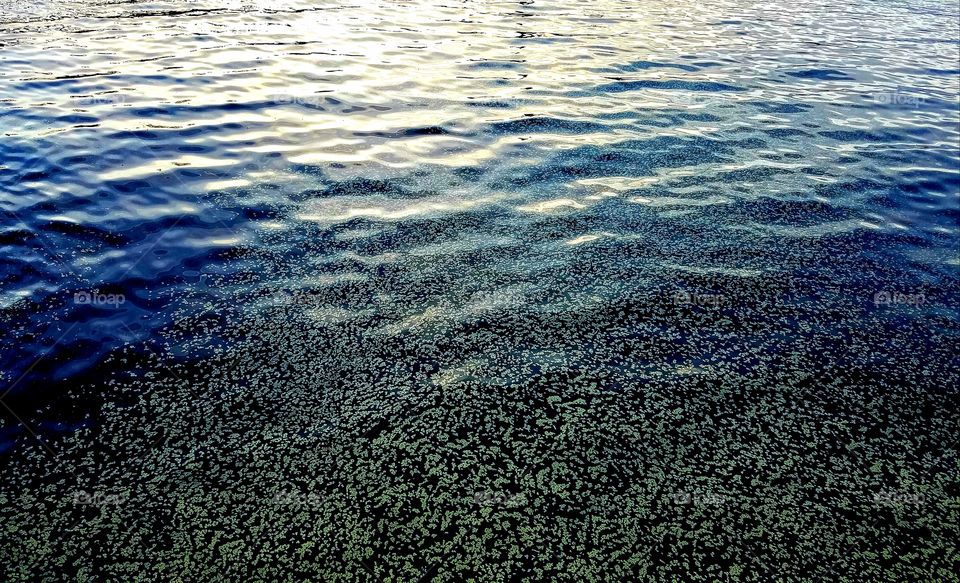 pollen and petals floating