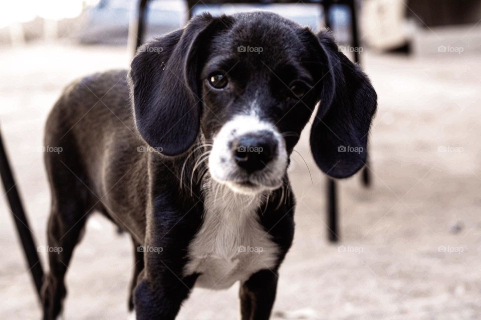 photo of a cute little curious dog