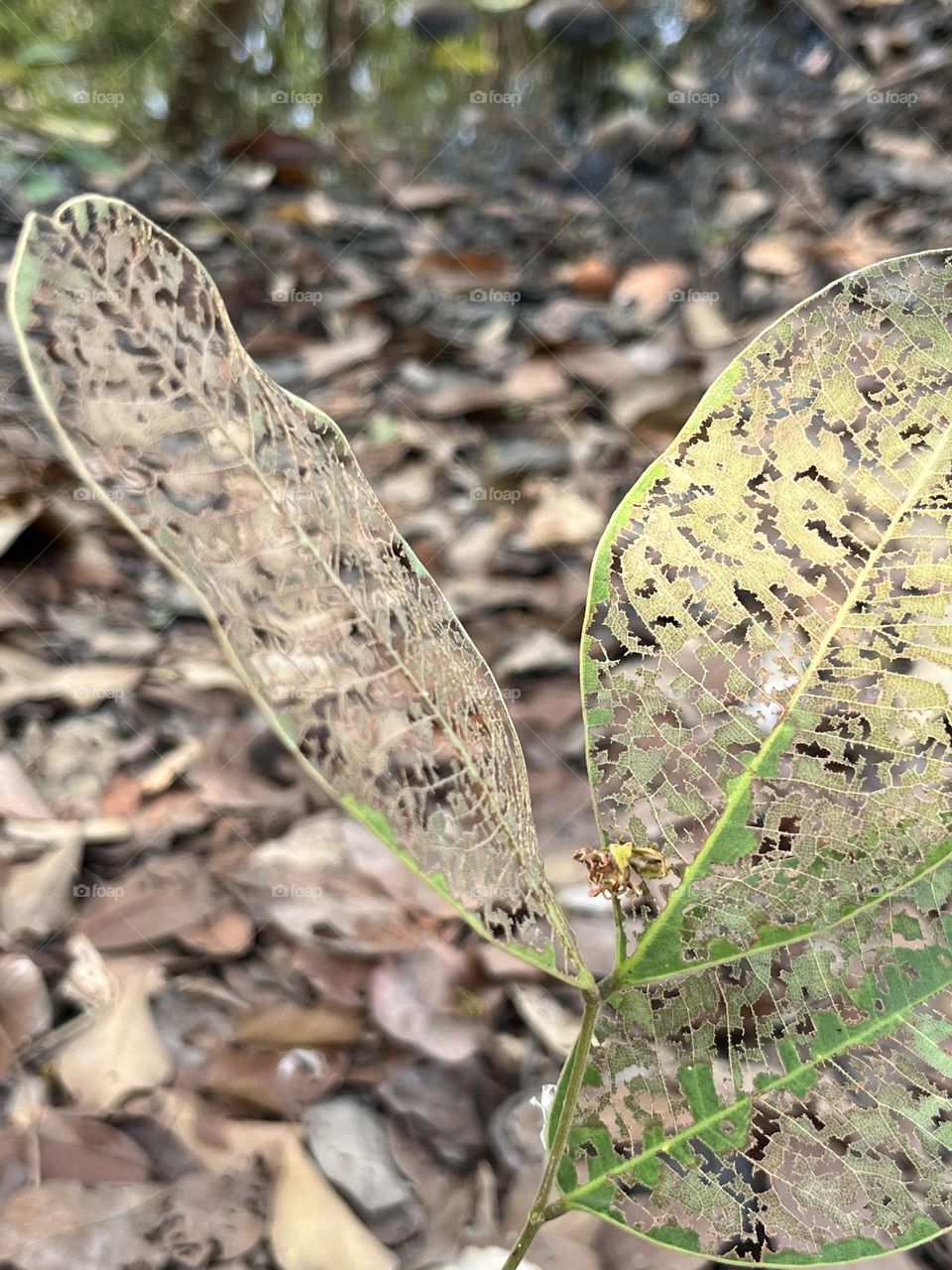 Plants around us, my hobby @ upcountry ( Thailand)