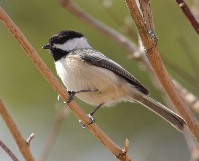 bird