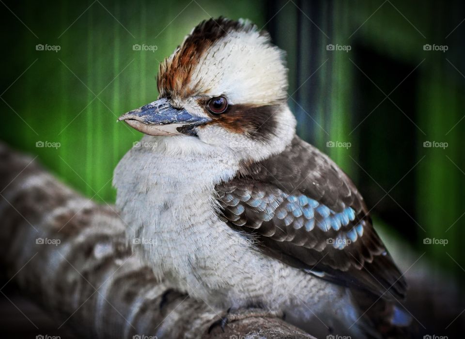 Kookaburra 