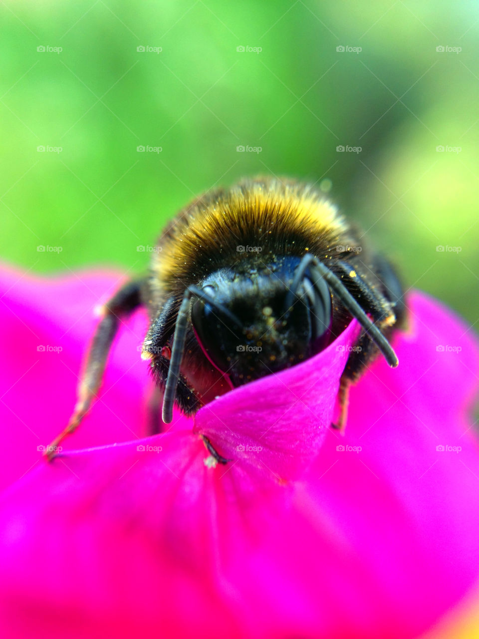 sweden garden summer insect by elluca