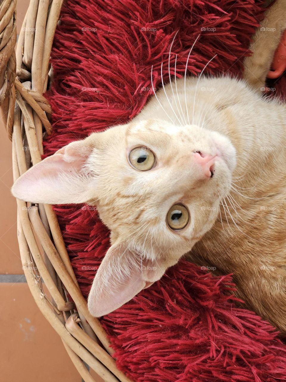 A ginger cat looking straight at the camera. Tango is a great model, playful, silly, and he makes us laugh every day. Here in a basket in his comfy bed.