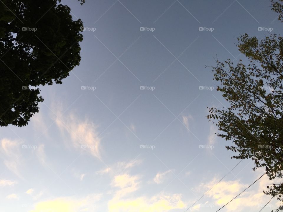 Tree, Nature, Landscape, Sky, No Person