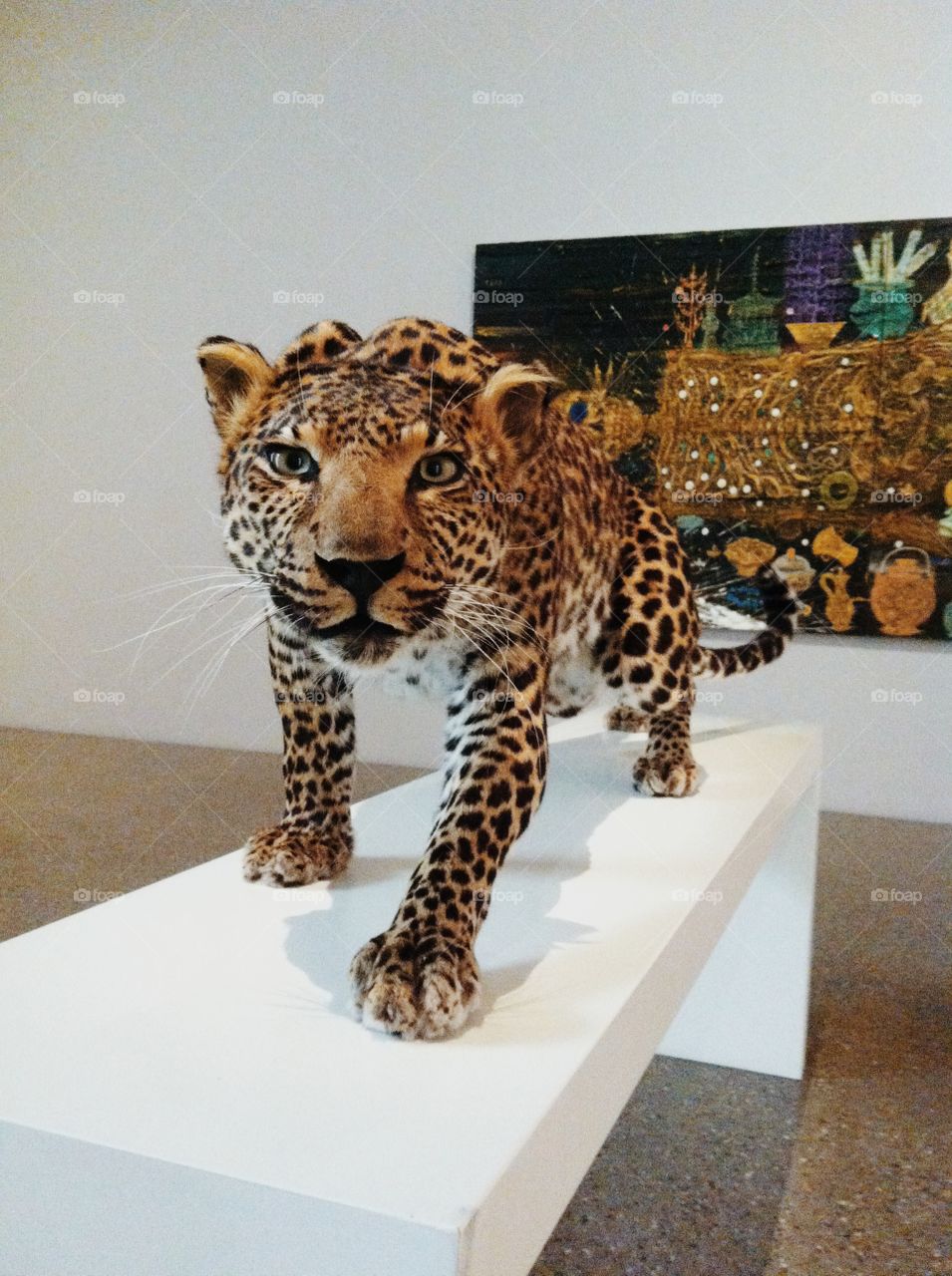 Cat, Mammal, Wildlife, Leopard, Predator