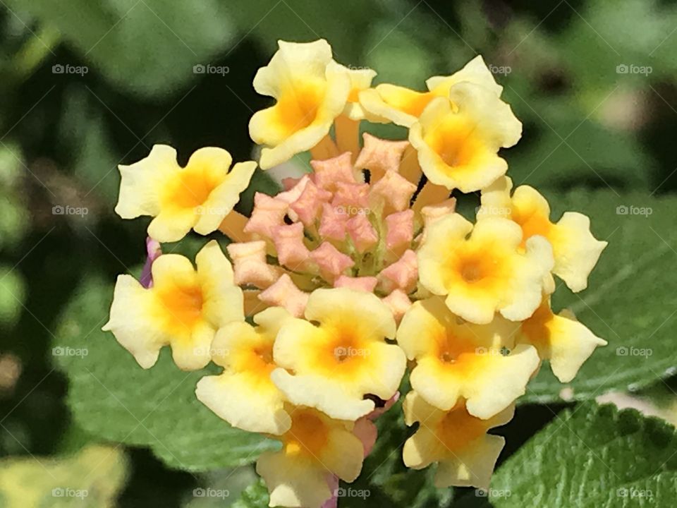 Lantana