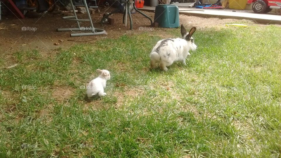 𝓑𝓪𝓫𝔂 𝓯𝓸𝓵𝓵𝓸𝔀𝓲𝓷𝓰 𝓶𝓸𝓶𝓶𝓪