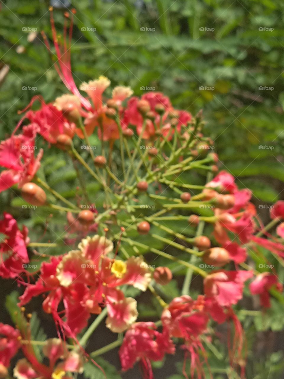 Jamaican flora