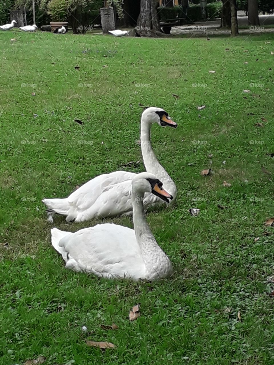 swans