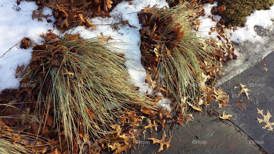 ornamental grasses in winter