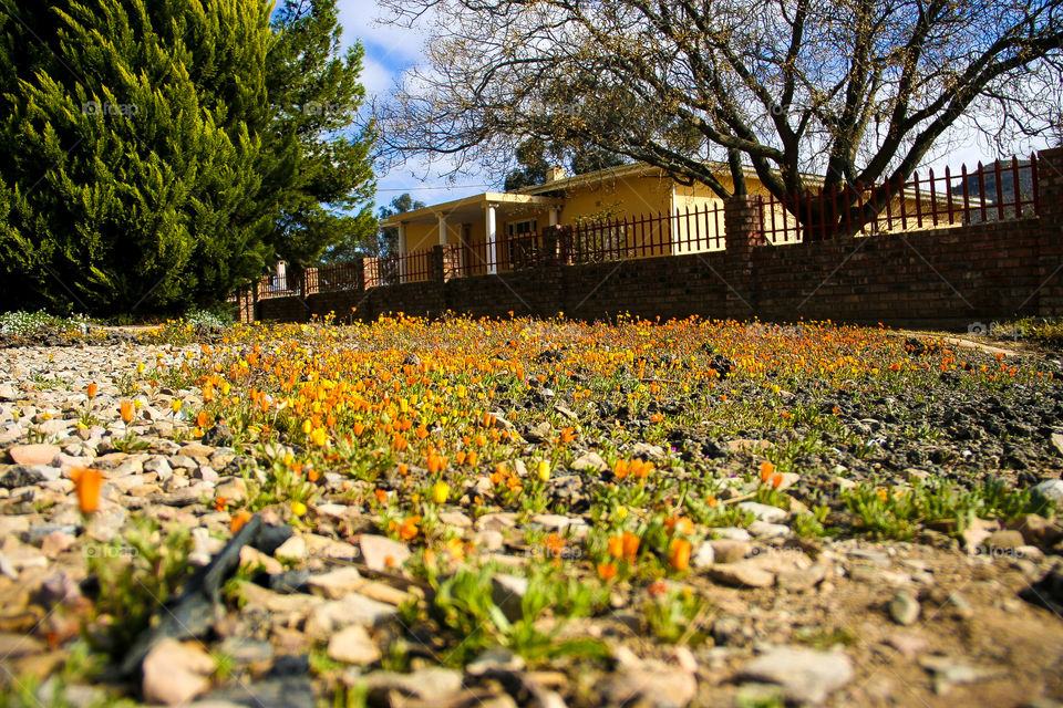 First signs of spring. The most beautiful time of the year when the dead and dreary makes way for new life