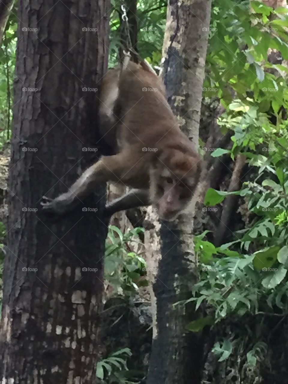 Hello there mr. Monkey!