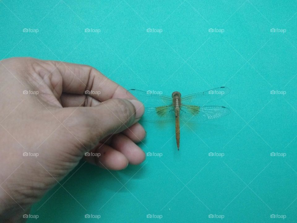 Dragonfly
