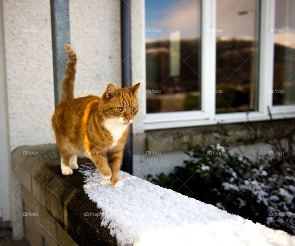 Cat in the snow