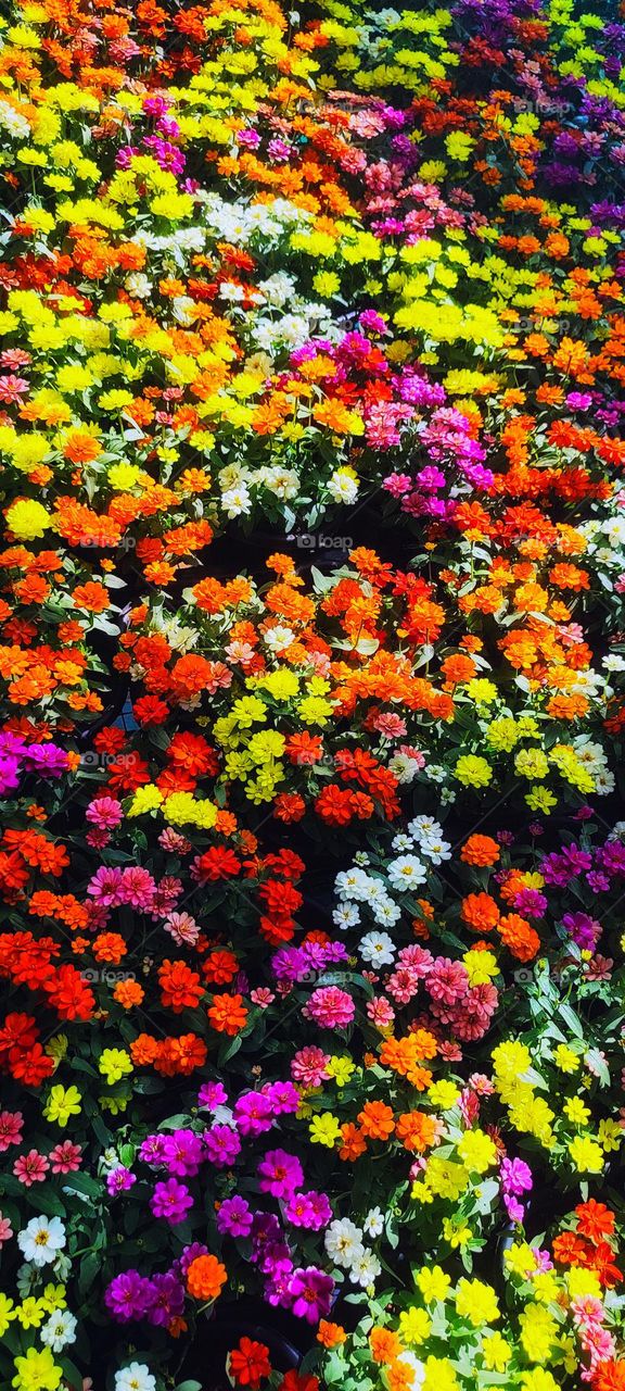 The Beautiful flowers