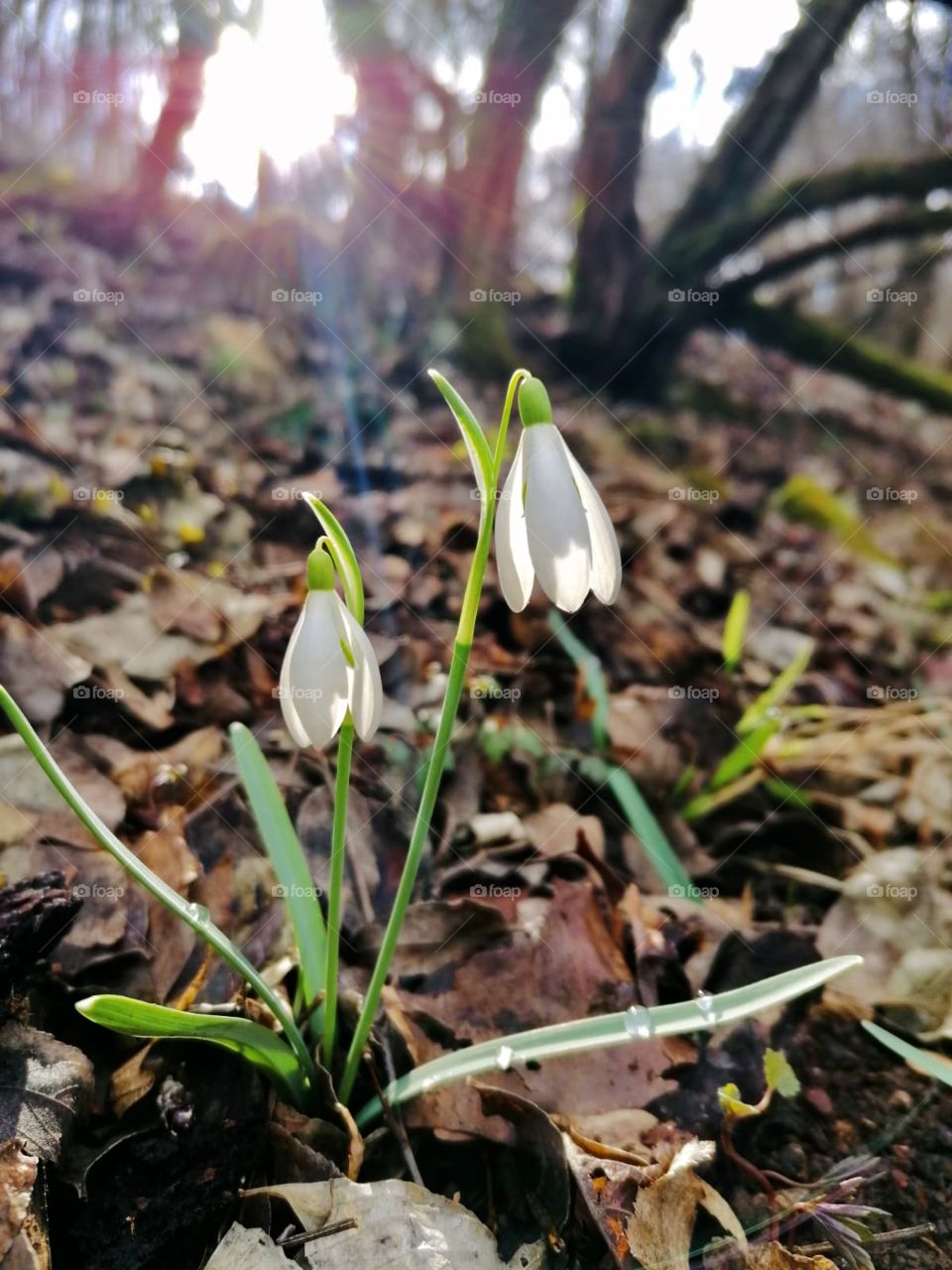 Snowdrops in the sun