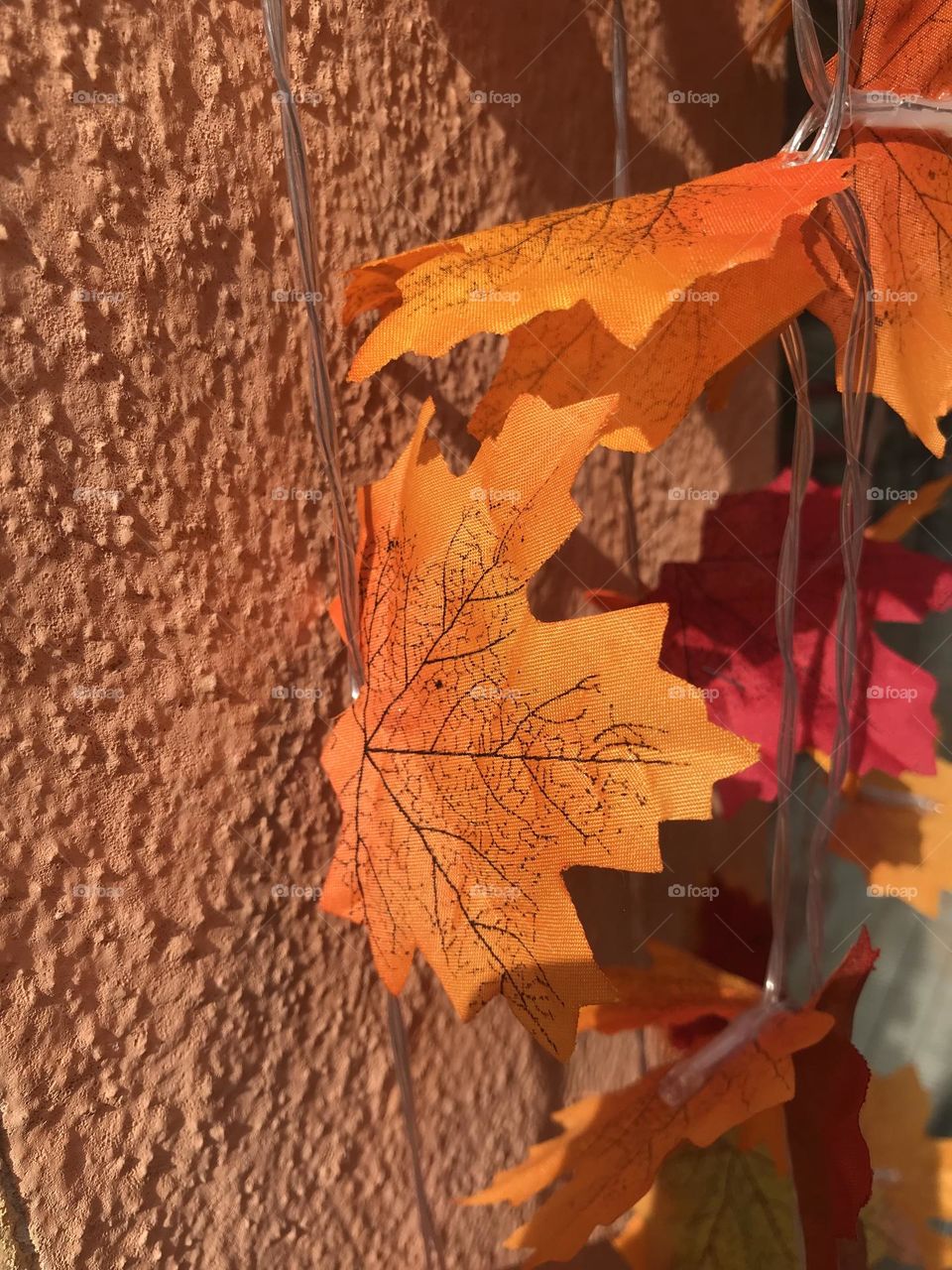 autumn time, autumn colors, falling leaves