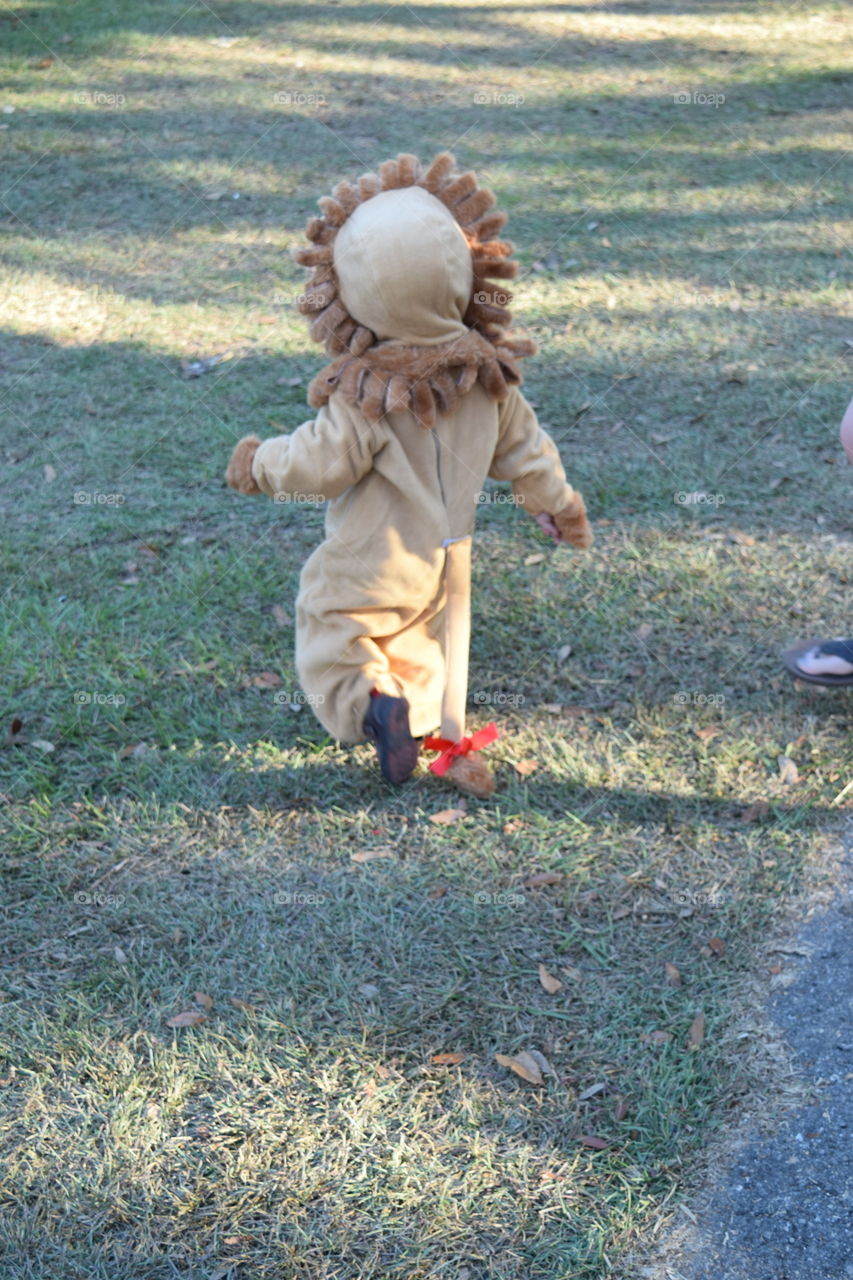 Adventures of a Lion