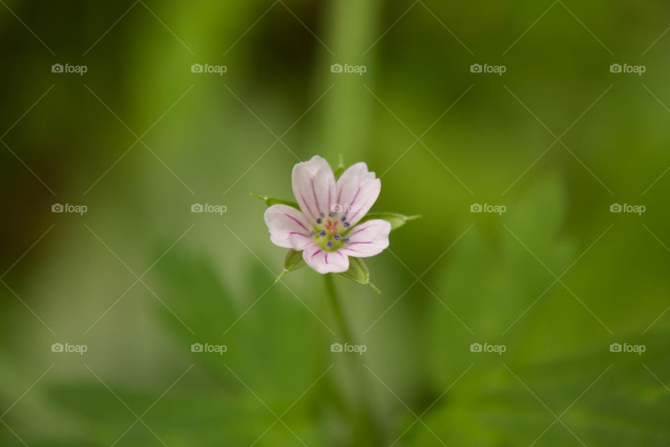 Nature, No Person, Leaf, Flora, Summer