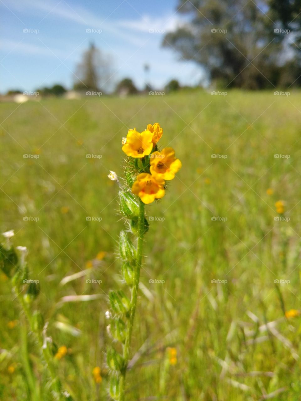 Tiny pretty flowers in a huge empty field.