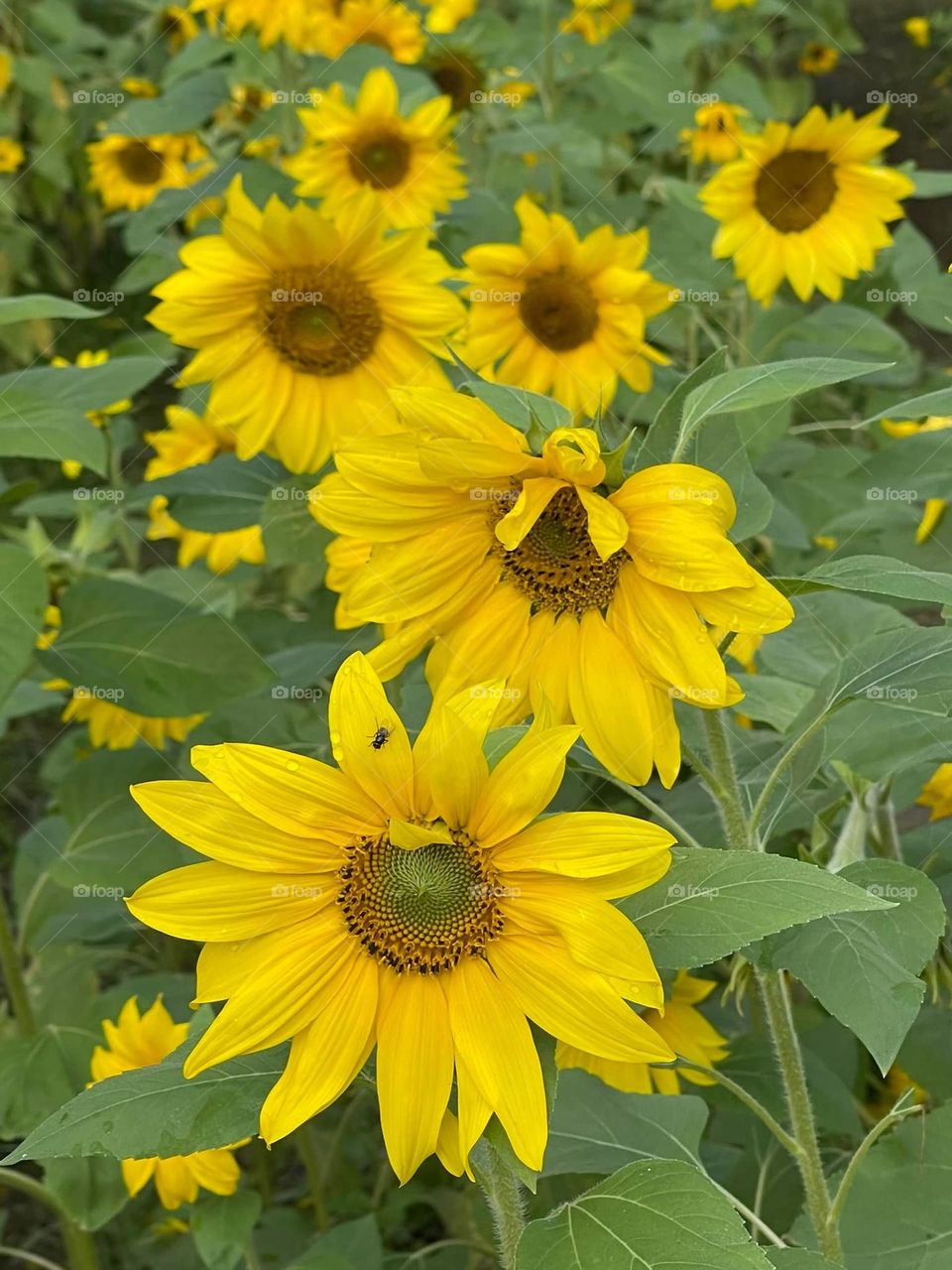 Beautiful sun flowers in bloom