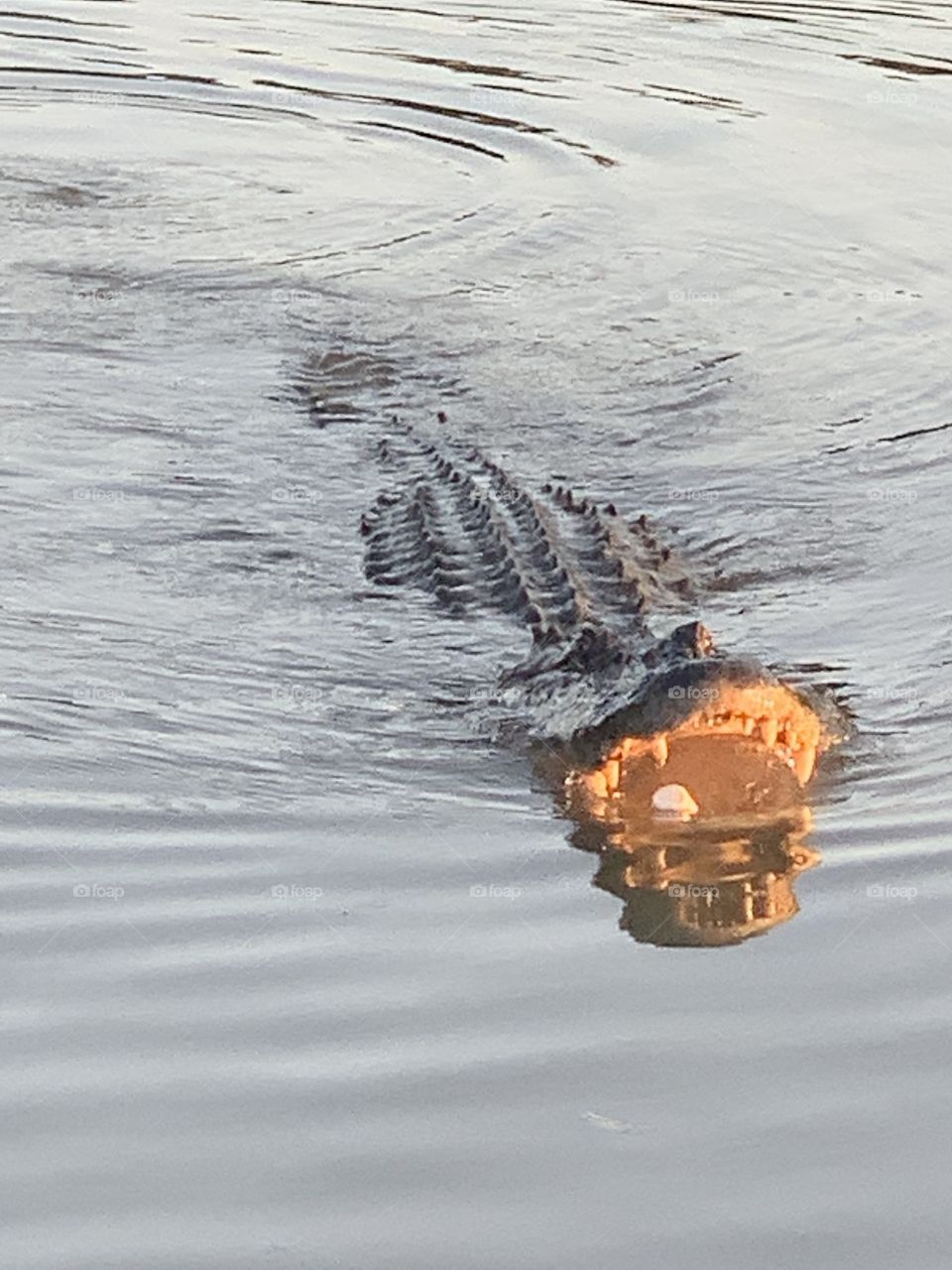 If you feed an alligator marshmallows 