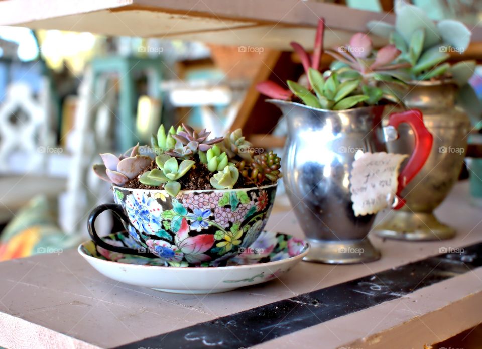 succulent plants and cactus  in a teacup