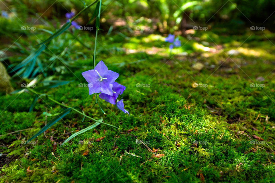 Close-up of purple flowers