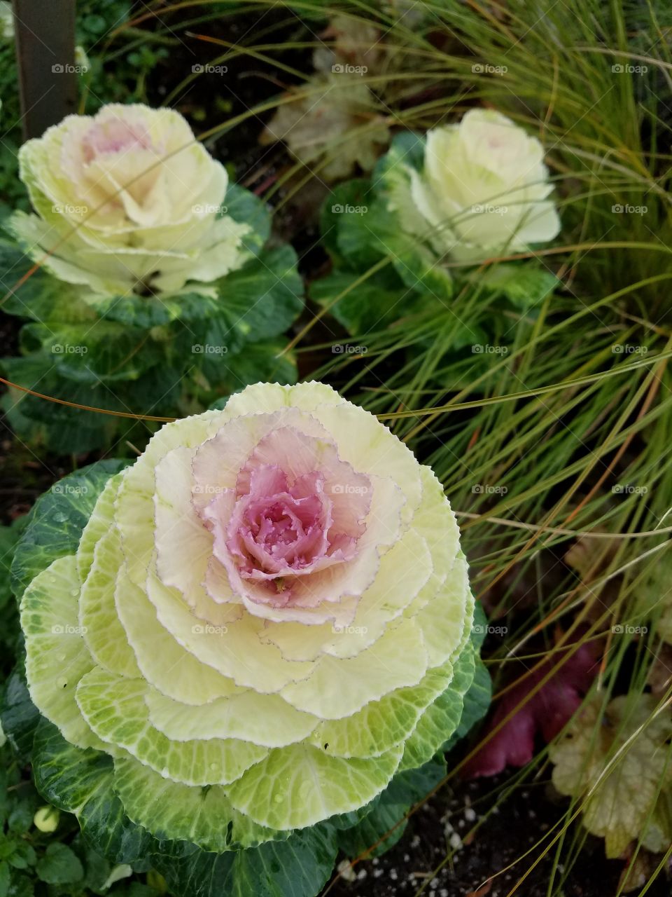 trio of cabbage roses