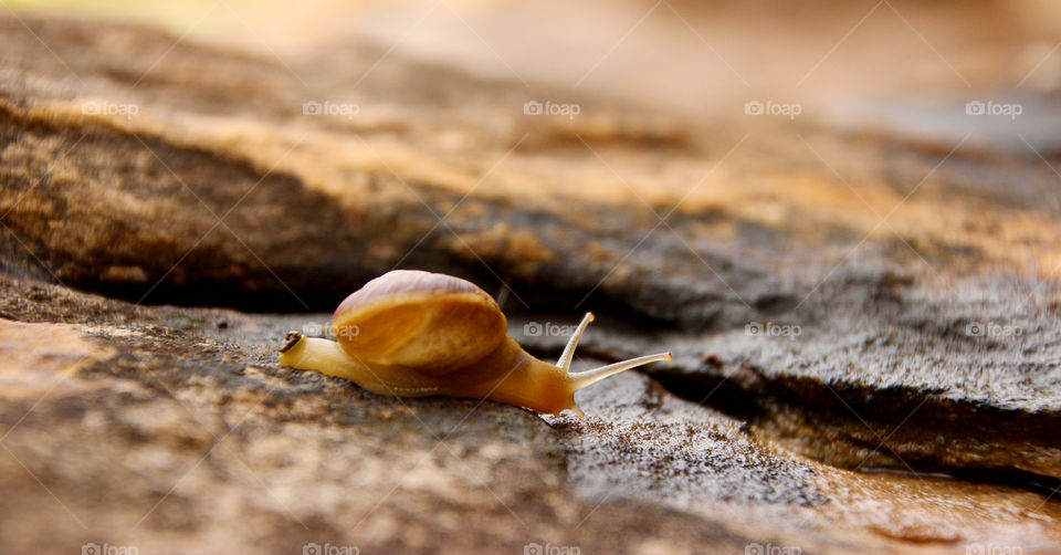 Glowing land snail