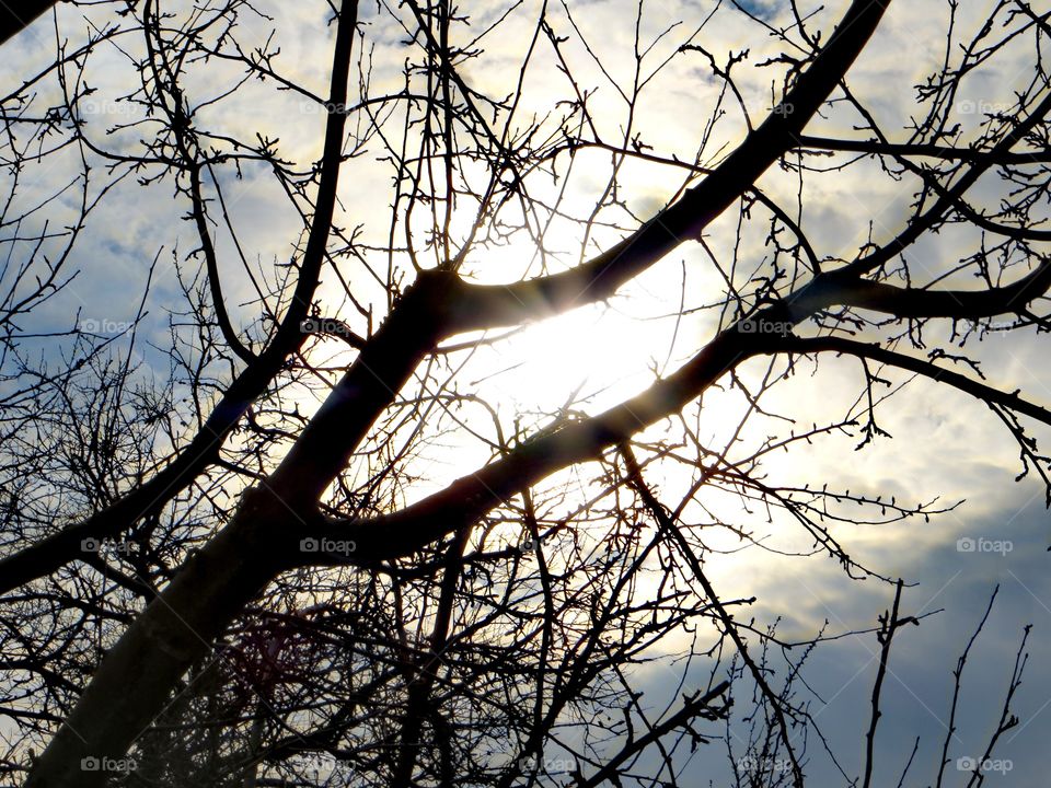 Spring warm day, the sun shines brightly through the clouds and branches.