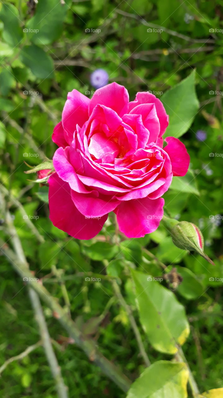Eu amo fotografar a natureza , a natureza é bela, uma rosa rosa