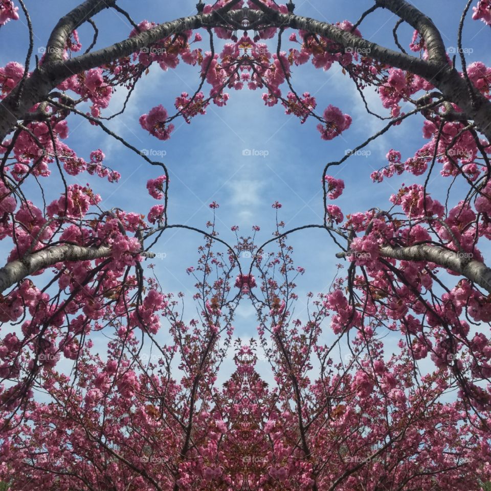 Branch, Cherry, Tree, Flower, Park