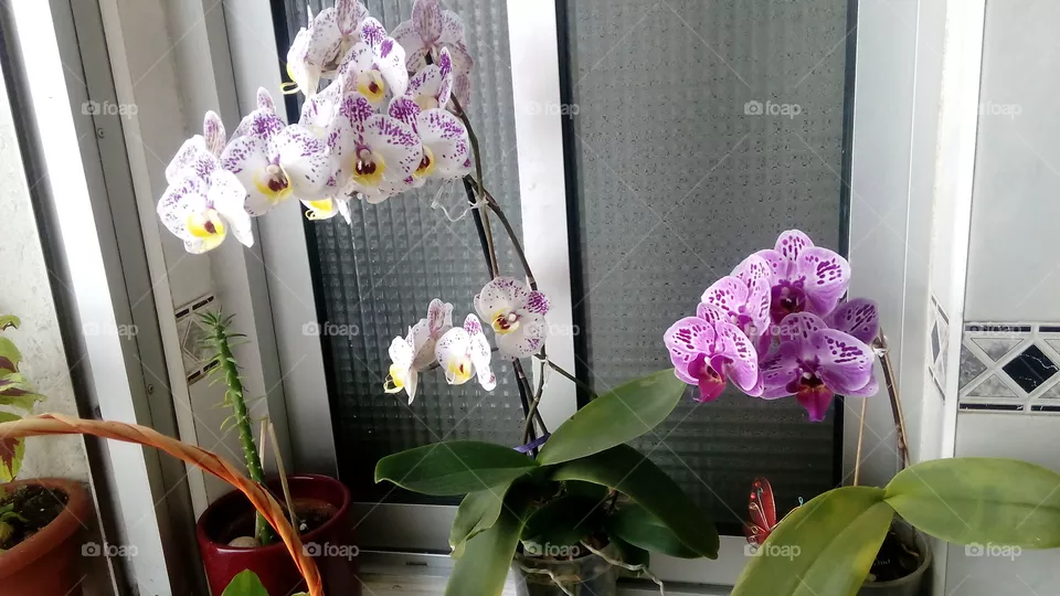 flower