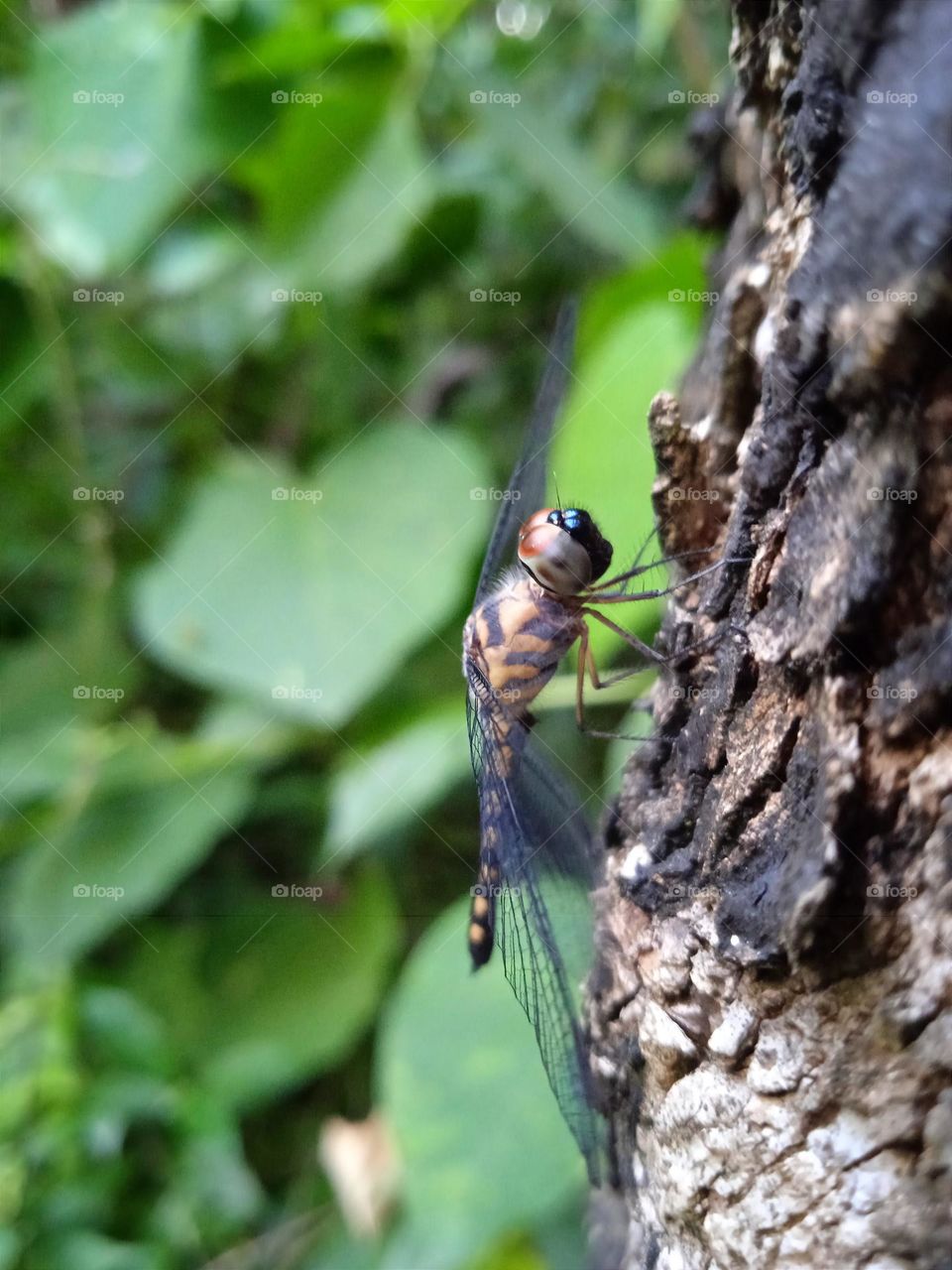 A beautiful dragonfly.