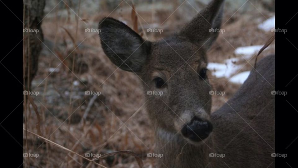 Deer