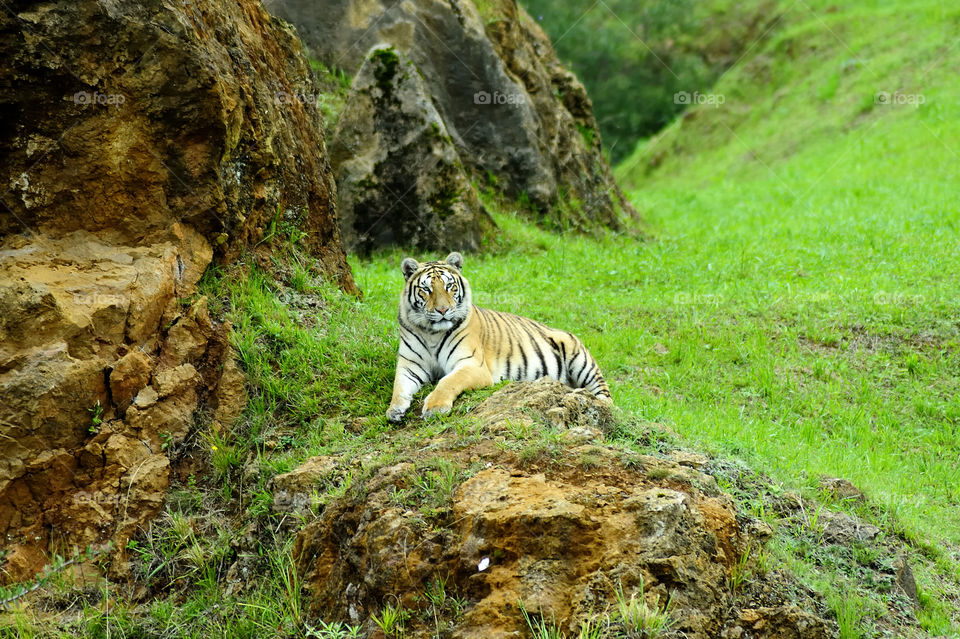 Relaxed Tiger. Cabarceno Nature Park, Cantabria, Spain.