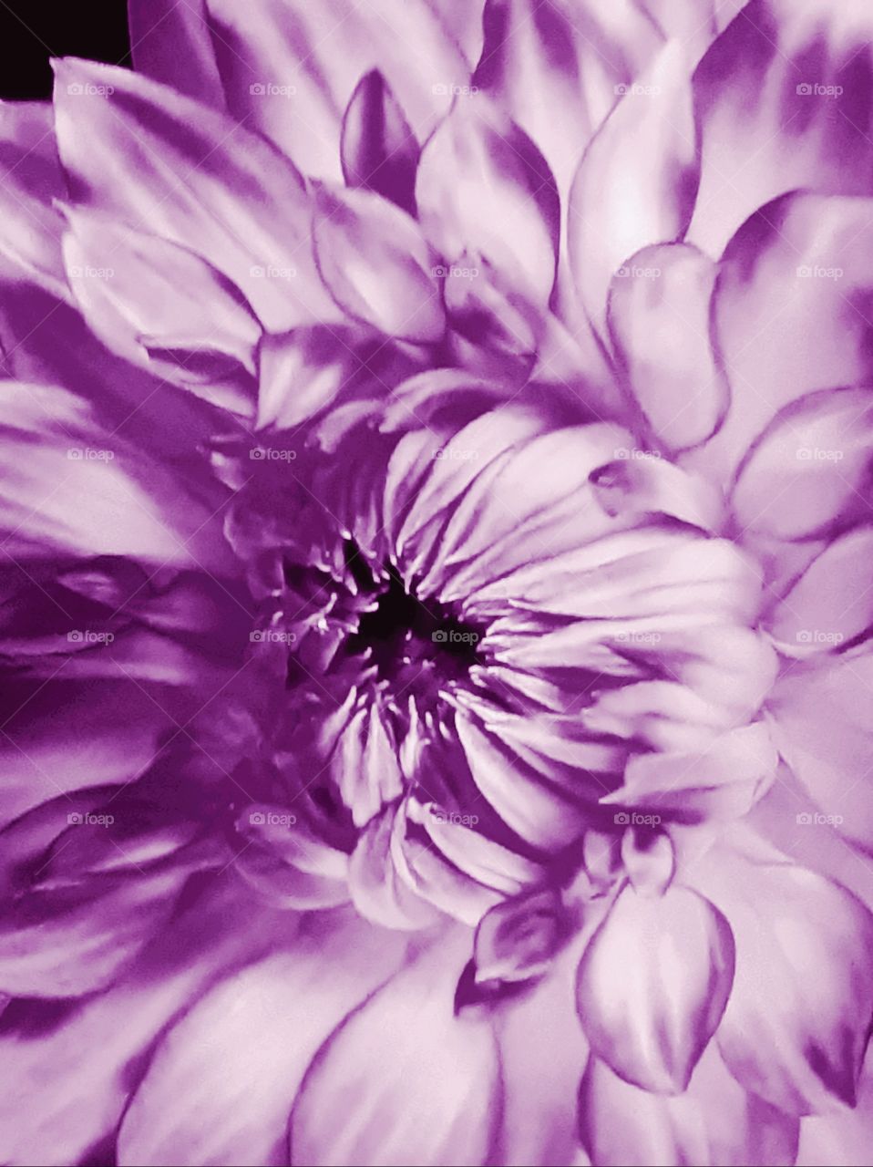 Chrysanthemum flowers