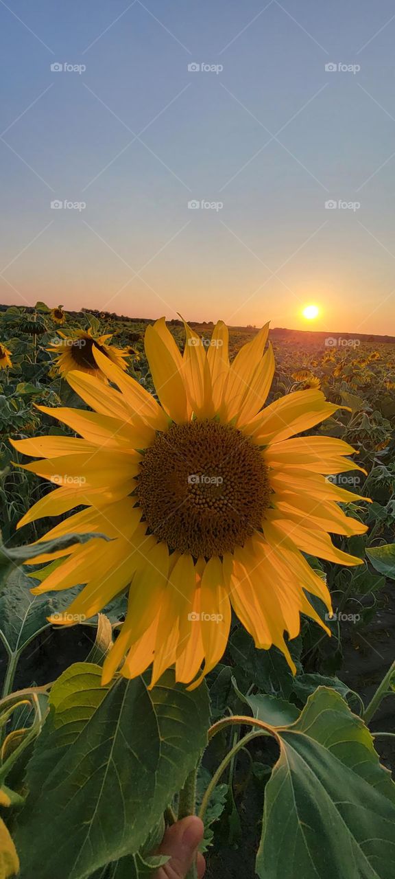 Sunflower