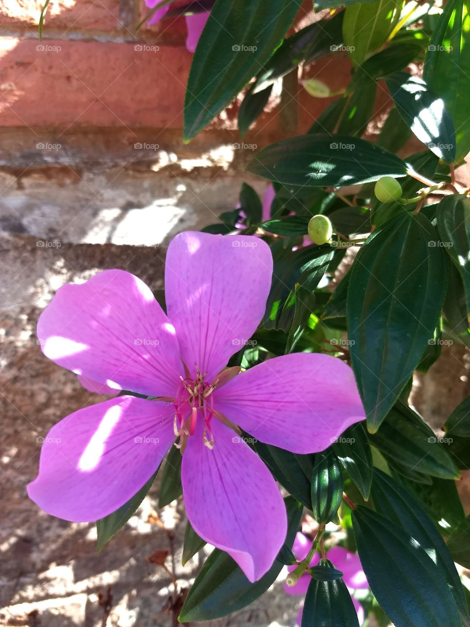 raylight and Pink Flower
