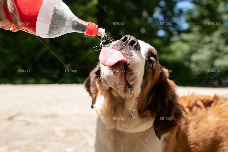 thirsty dog drinking from bottle