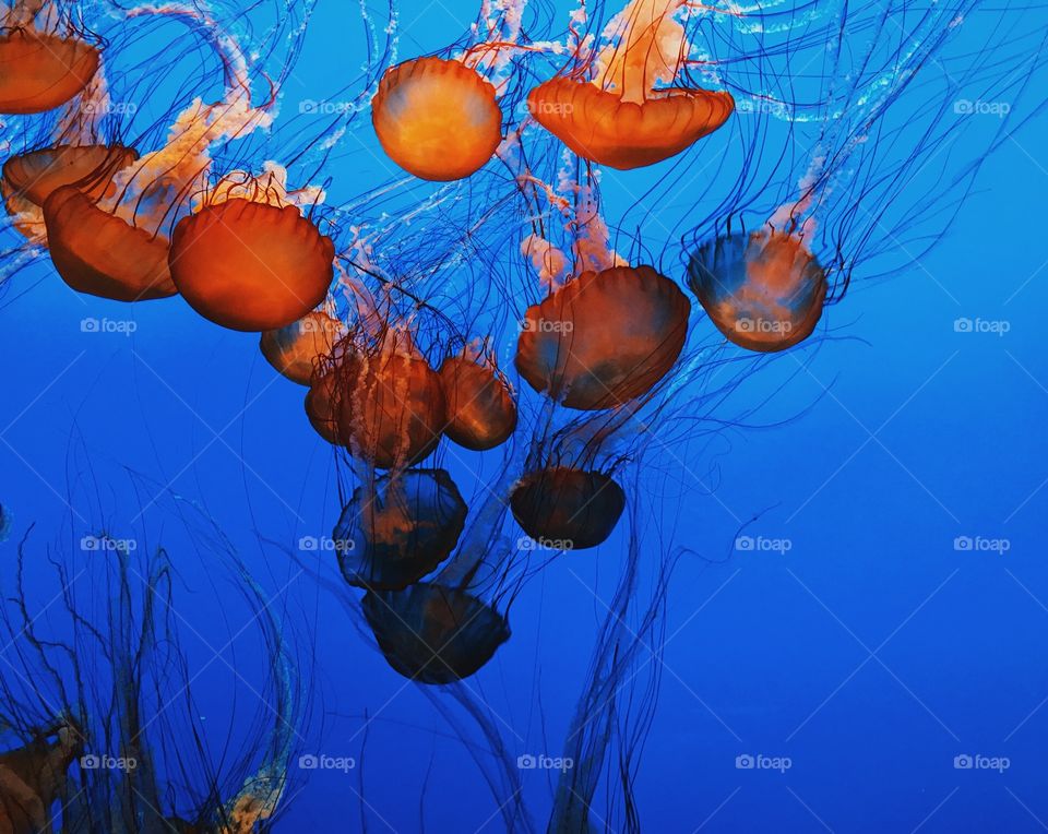 Jellyfish